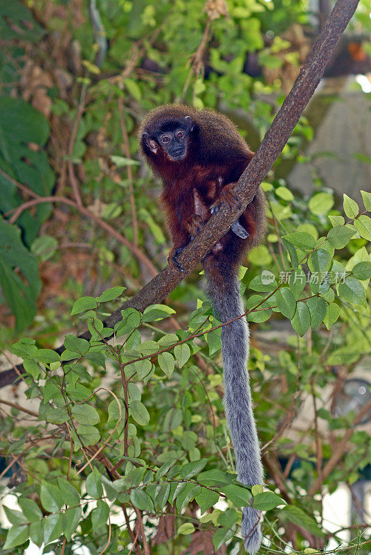 Dusky Titi Monkey(火神猴)